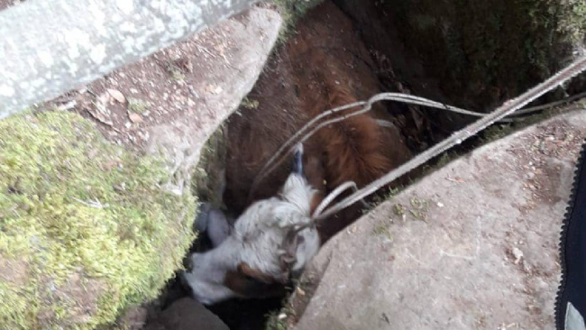 Çukura düşen ineği itfaiye kurtardı